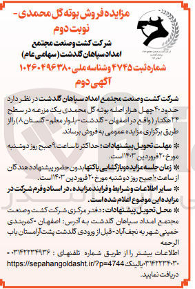 تصویر کوچک آگهی فروش بوته گل محمودی