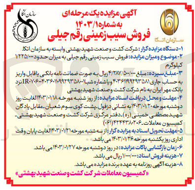 تصویر کوچک آگهی فروش سیب زمینی رقم جیلی 