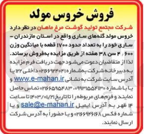 تصویر کوچک آگهی فروش خروس مولد گله های ساری را به تعداد حدود 1700 قطعه