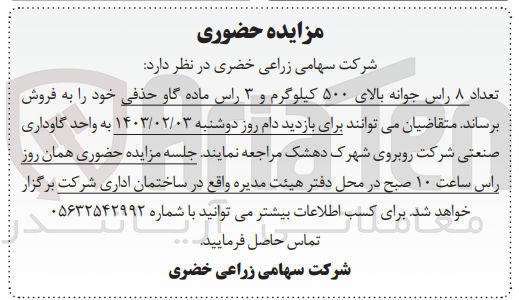 تصویر کوچک آگهی فروش تعداد8 راس جوانه بالای 500 کیلوگرم و 3 راس ماده گاو حذفی 