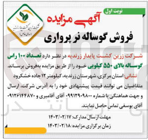 تصویر کوچک آگهی فروش گوساله ی نر پرواری 100 راس بالای 550 کیلویی