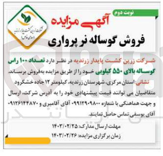 تصویر کوچک آگهی فروش گوساله ی نر پرواری 100 راس بالای 550 کیلویی