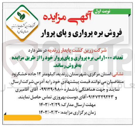 تصویر کوچک آگهی فروش  ۱۰۰۰ راس بره پرواری و پای پروار