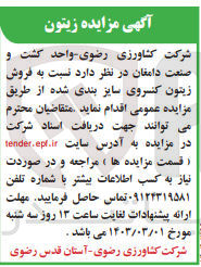 تصویر کوچک آگهی فروش زیتون کنسروی سایز بندی شده 