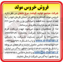 تصویر کوچک آگهی فروش خروس مولد