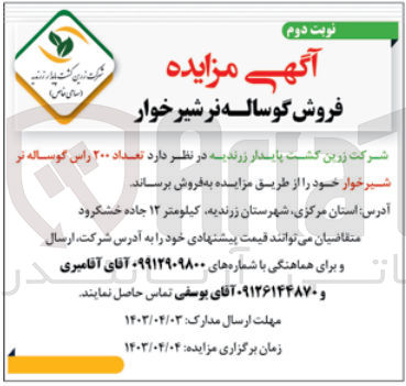 تصویر کوچک آگهی فروش تعداد ۲۰۰ راس گوساله نر شیر خوار 