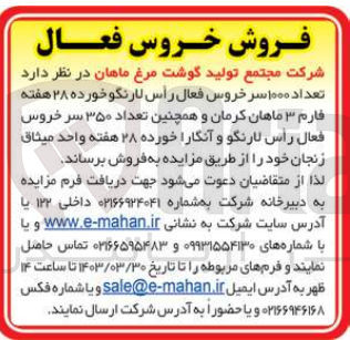 تصویر کوچک آگهی فروش تعداد 1000 سر خروس فعال راس لارنگو خورده 28 هفتع فارم 3 ماهان کرمان و همچنین تعداد 350 سر خروس فعال راس لارنگو و آنگارا خورده 28 هفته 