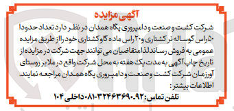 تصویر کوچک آگهی فروش  تعداد حدودا ۵۰ راس گوساله نر کشتاری و ۲۰ راس ماده گاو کشتاری 