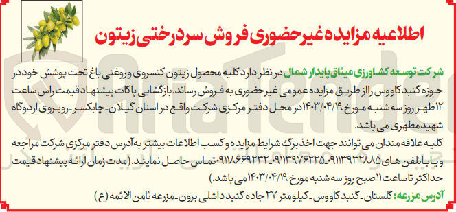 تصویر کوچک آگهی فروش کلیه محصول زیتون کنسروی و روغنی باغ 