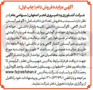 تصویر کوچک آگهی فروش تعدادی دام شامل گاو غیر آبستن کشتار گاهی ،گاو آبستن داشتی ،تلیسه باردار داشتی ،جوانه نر هلشتاین پرواری جوانه نر گوشتی پرواری و...