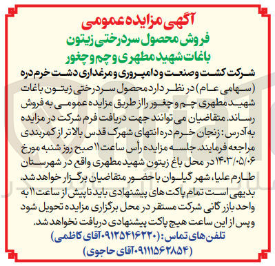 تصویر کوچک آگهی فروش محصول سر درختی زیتون باغات شهید مطهری چم و چغور
