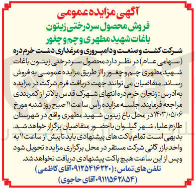 تصویر کوچک آگهی فروش محصول سردرختی زیتون باغات شهید مطهری چم و چغور 