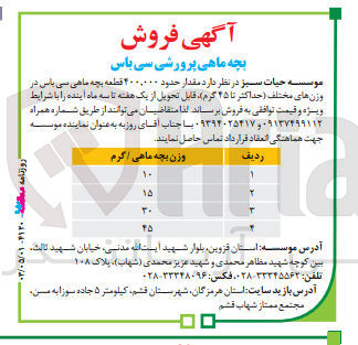تصویر کوچک آگهی فروش مقدار حدود 400،000 قطعه بچه ماهی سی باس در وزن های مختلف حداکثر تا 45 گرم 