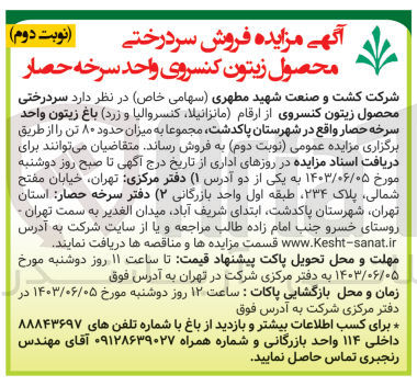 تصویر کوچک آگهی فروش سردرختی محصول زیتون کنسروی از ارقام (مانزانیلا،کنسروالیا و زرد)باغ زیتون واحد سرخه حصار واقع در شهرستان پاکدشت 