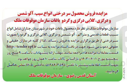 تصویر کوچک آگهی فروش محصول باغات خود در شهرستان چناران شامل انواع قطعات قدیمی و متراکم، آلو شمس و درگزی گلابی درگزی و گردو را بصورت سر درختی