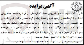 تصویر کوچک آگهی فروش تعدادی از گوساله های نر شیرخوار پایه ۱۵ روزه و گوساله های نر قطع شیر دام های غیر اقتصادی و دام اورژانسی