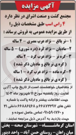 تصویر کوچک آگهی فروش 4 راس اسب :
1- نر بالغ - نژاد عرب مصری - ۴ ساله 
2- مادیان - نژاد گرد دره شوری - ۵ ساله
3- کره نر - نژاد عرب کرد - ۲ ساله (کره ی نر بالغ و مادیان ذکر شده )
4- کره ماده - نژاد عرب کرد - ۱ ساله (کره ی نر بالغ و مادیان ذکر شده )