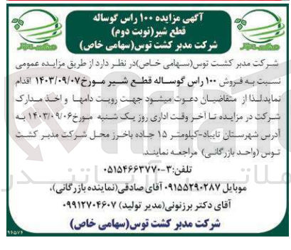 تصویر کوچک آگهی فروش 100 راس گوساله قطعه شیر 