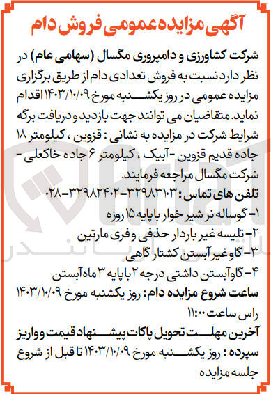 تصویر کوچک آگهی فروش تعدادی دام شامل :گوساله نر شیرخوار با پایه 15روزه ،تلیسه غیرباردار حذفی و فری مارتین ،گاو غیر آبستن کشتار گاهی و..
