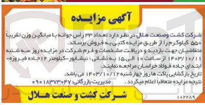 تصویر کوچک آگهی فروش  تعداد ۳۳ راس جوانه با میانگین وزن تقریباً ۵۵۰ کیلوگرم 