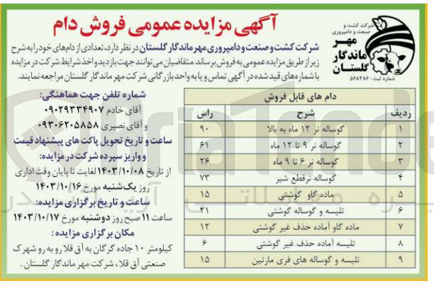 تصویر کوچک آگهی فروش تعدادی از دام های خود : گوساله نر ۱۲ ماه به بالا - گوساله نر ۹ تا ۱۲ ماه - گوساله نر ۶ تا ۹ ماه - گوساله نرقطع شیر - ماده گاو گوشتی -  تلیسه و گوساله گوشتی - ماده گاو آماده حذف غیر گوشتی - تلیسه آماده حذف غیر گوشتی - تلیسه و گوساله های فری مارتین