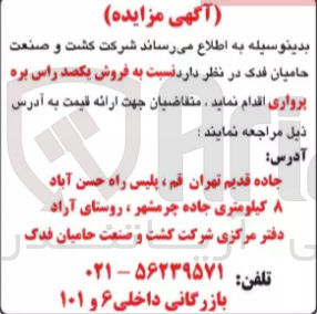 تصویر کوچک آگهی فروش یکصد راس بره پرواری 
