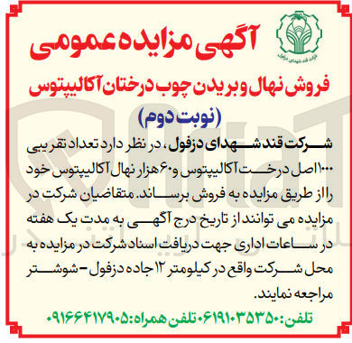 تصویر کوچک آگهی فروش تعداد تقریبی 1000 اصل درخت آکالیپتوس و 60 هزار نهال آکالیپتوس 