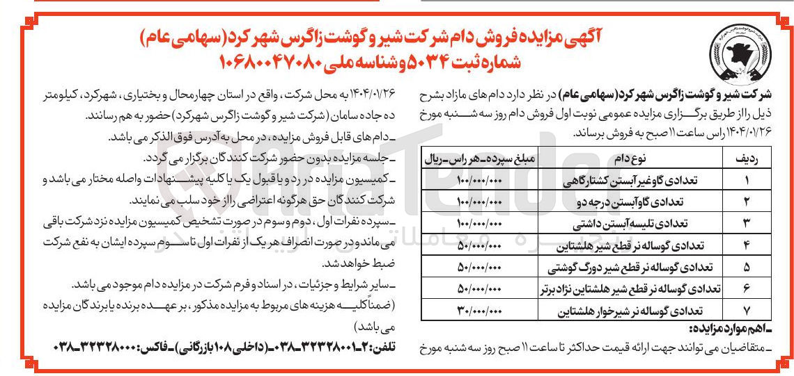 تصویر کوچک آگهی تعدادی گوساله نر قطع شیر هلشتاین نژاد برتر 

