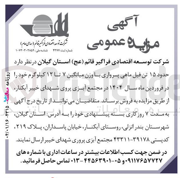 تصویر کوچک آگهی فروش حدود ۱۵ تن فیل ماهی پرواری با وزن میانگین ۷ تا ۱۲ کیلوگرم 
