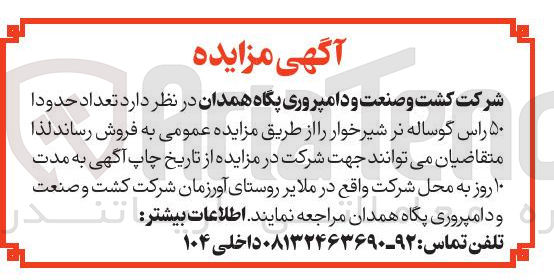 تصویر کوچک آگهی  راس گوساله نر شیرخوار