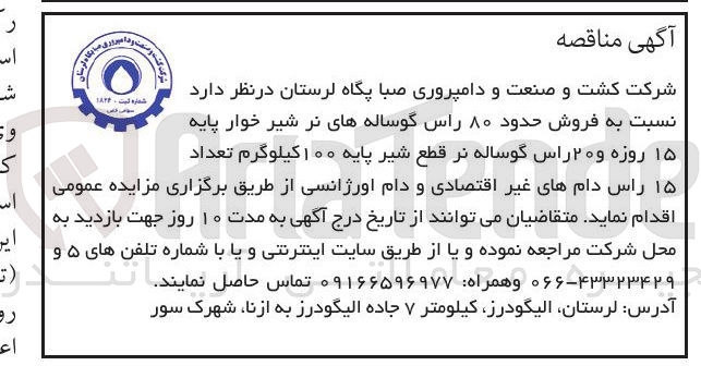 تصویر کوچک آگهی فروش حدود ۸۰ راس گوساله های نر شیر خوار پایه ۱۵ روزه و ۲۰ راس گوساله نر قطع شیر پایه ۱۰۰ کیلوگرم