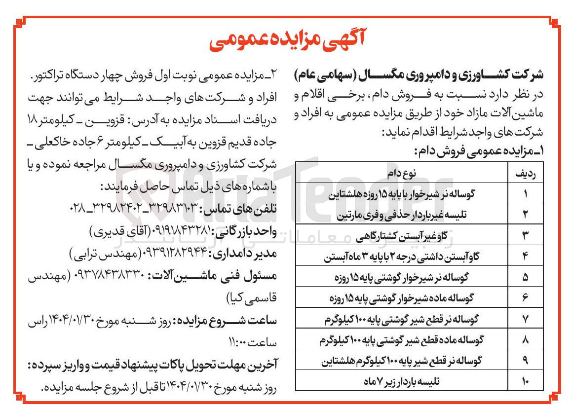 تصویر کوچک آگهی فروش دام : گوساله نر شیرخوار با پایه ۱۵ روزه هلشتاین - تلیسه غیر باردار حذفی و فری مارتین- گاو غیر آبستن کشتارگاهی - گاو آبستن داشتی درجه ۲ با پایه ۳ ماه آبستن - گوساله نر شیرخوار گوشتی پایه ۱۵ روزه - گوساله ماده شیرخوار گوشتی پایه ۱۵ روزه - گوساله نر قطع شیر گوشتی پایه ۱۰۰ کیلوگرم - گوساله ماده قطع شیر گوشتی پایه ۱۰۰ کیلوگرم - گوساله نر قطع شیر پایه ۱۰۰ کیلوگرم هلشتاین - تلیسه باردار زیر ۷ ماه