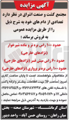 تصویر کوچک آگهی فروش تعدادی از دام های خود : حدود ۱۰۰ راس بره نر و ماده شیرخوار نژادهای خارجی حدود ۶۰ راس میش قسر نژادهای خارجی حدود ۱۰۰ راس بره نر پرواری نژادهای خارجی
