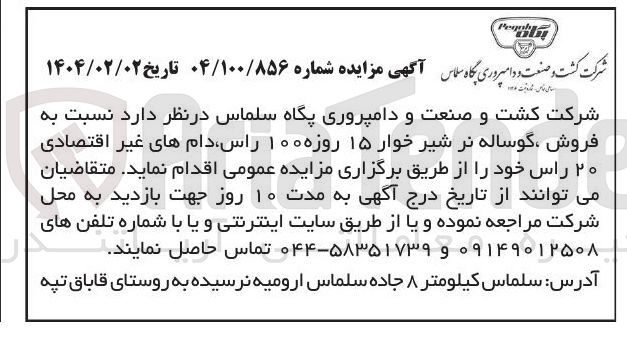 تصویر کوچک آگهی  فروش گوساله نر شیر خوار ۱۵ روزه ۱۰۰ راس دامهای غیر اقتصادی ۲۰ راس