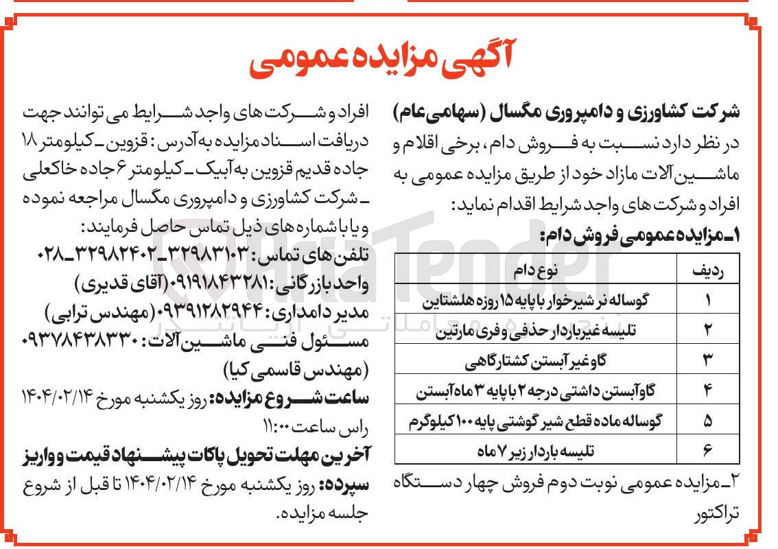 تصویر کوچک آگهی گوساله ماده قطع شیر گوشتی پایه ۱۰۰ کیلوگرم 
