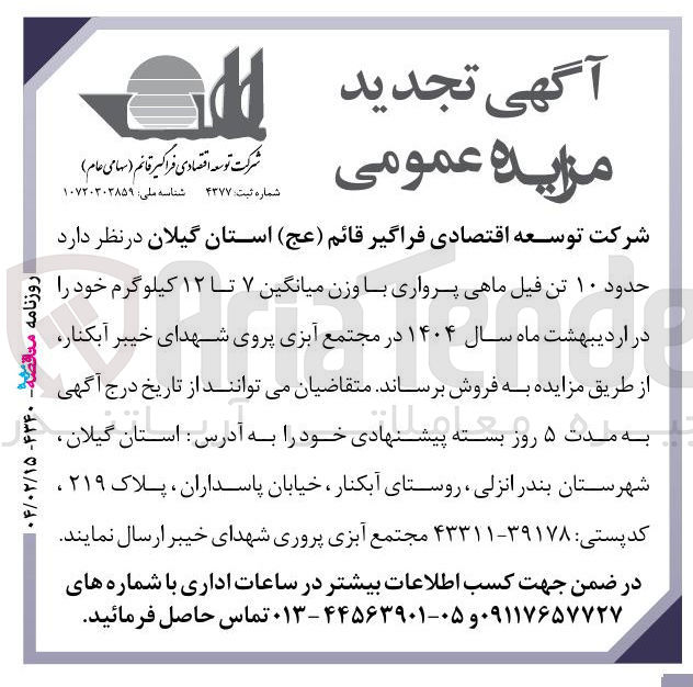 تصویر کوچک آگهی فروش حدود ۱۰ تن فیل ماهی پرواری با وزن میانگین ۷ تا ۱۲ کیلوگرم