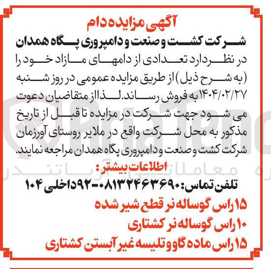تصویر کوچک آگهی فروش تعدادی از دام های مازاد : ۱۵ راس گوساله نر قطع شیر شده - ۱۰ راس گوساله نر کشتاری - ۱۵ راس ماده گاو و تلیسه غیر آبستن کشتاری