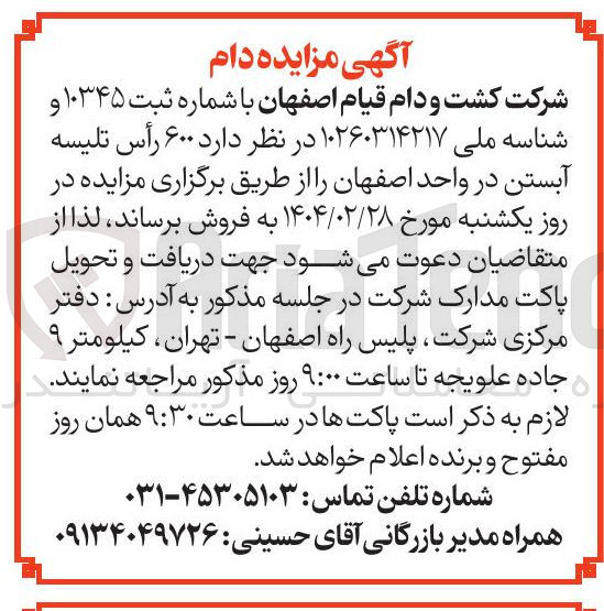 تصویر کوچک آگهی فروش  ۶۰۰ رأس تلیسه آبستن