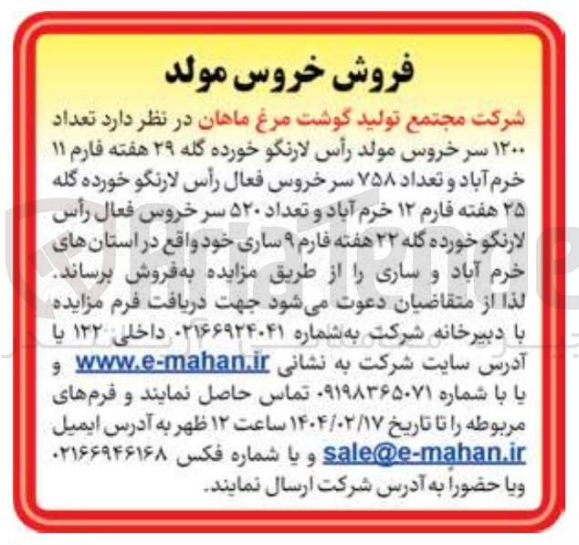 تصویر کوچک آگهی فروش تعداد ۱۲۰۰ سر خروس مولد رأس لارنگو خورده گله ۲۹ هفته فارم ۱۱ خرم آباد و تعداد ۷۵۸ سر خروس فعال رأس لارنگو خورده گله ۳۵ هفته فارم ۱۲ خرم آباد و تعداد ۵۲۰ سر خروس فعال رأس لارنگو خورده گله ۲۲ هفته فارم ۹ ساری خود