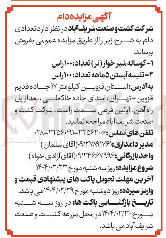 تصویر کوچک آگهی ۲ - تلیسه آبستن ۵ ماهه تعداد : ۱۰۰ راس 
