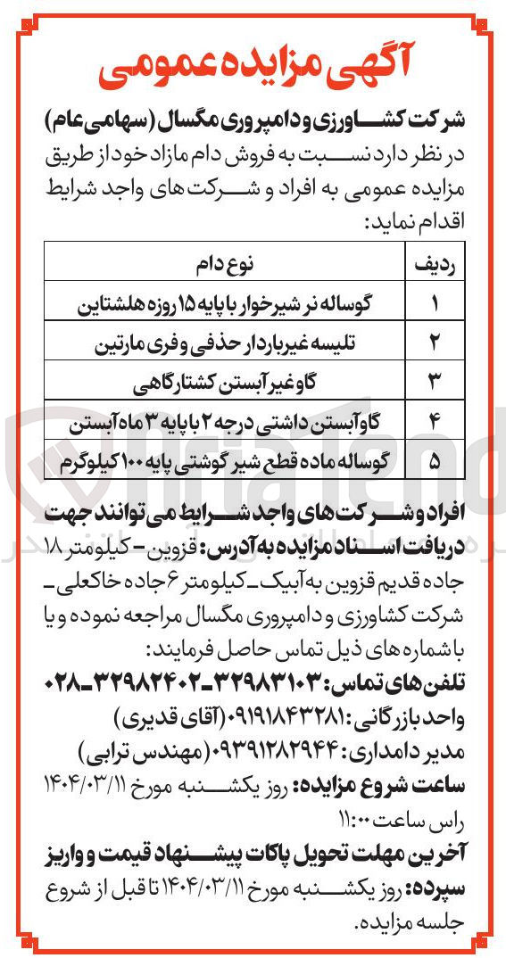 تصویر کوچک آگهی گوساله ماده قطع شیر گوشتی پایه ۱۰۰ کیلوگرم 
