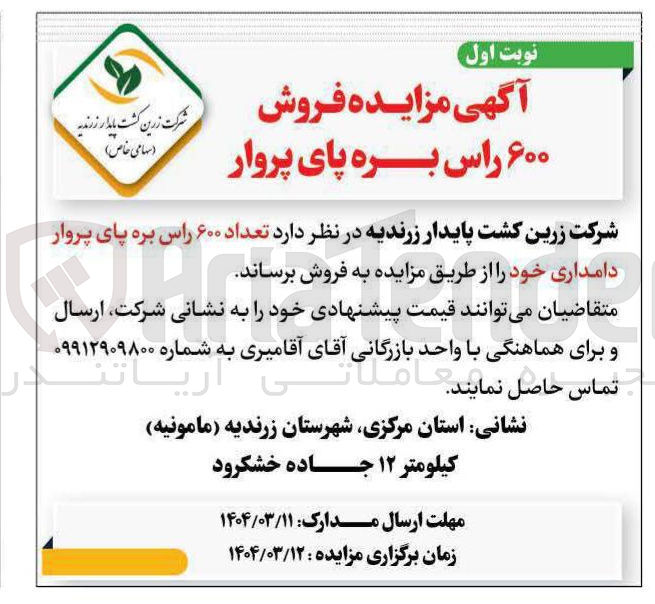 تصویر کوچک آگهی  تعداد ۶۰۰ راس بره پای پروار