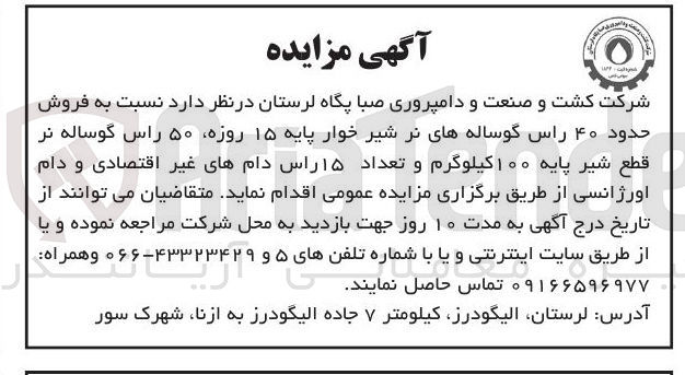 تصویر کوچک آگهی فروش حدود ۴۰ راس گوساله های نر شیر خوار پایه ۱۵ روزه ۵۰ راس گوساله نر قطع شیر پایه ۱۰۰ کیلوگرم و تعداد ۱۵ راس دامهای غیر اقتصادی و دام اورژانسی 