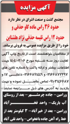 تصویر کوچک آگهی فروش حدود ۳۶ راس ماده گاو حذفی و حدود ۱۲ راس تلیسه حذفی نژاد هلشتاین