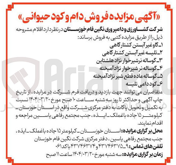 تصویر کوچک آگهی فروش دام و کود حیوانی : گاو غیر آبستن کشتارگاهی - تلیسه غیر آبستن کشتارگاهی - گوساله نر شیر خوار نژاد هلشتاین - گوساله نر شیر خوار نژاد آمیخته - گوساله ماده قطع شیر نژاد آمیخته - کود دامی تلیسه 