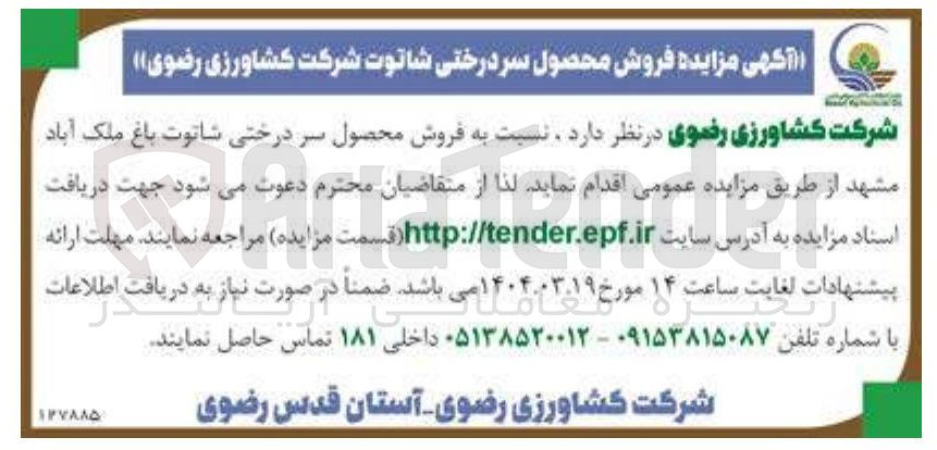 تصویر کوچک آگهی فروش محصول سر درختی شاتوت