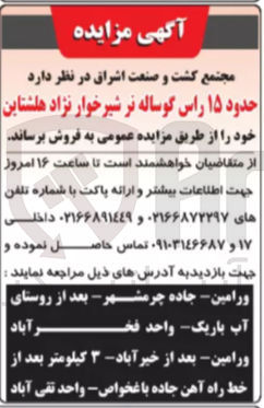 تصویر کوچک آگهی فروش حدود ۱۵ راس گوساله نر شیرخوار نژاد هلشتاین