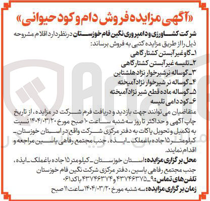 تصویر کوچک آگهی فروش گاو غیر آبستن کشتارگاهی - تلیسه غیر آبستن کشتارگاهی - گوساله نر شیر خوار نژاد هلشتاین - گوساله نر شیرخوار نژاد آمیخته - گوساله ماده قطع شیر نژاد آمیخته - کود دامی تلیسه 