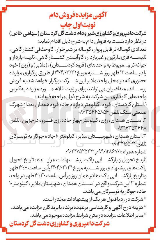 تصویر کوچک آگهی فروش تعدادی گوساله نر قابل پروار ، گوساله نر شیر خوار گاو حذفی کشتارگاهی ، تلیسه فری مارتین و غیر باردار گاو آبستن کشتارگاهی ، تلیسه باردار و جوانه نر و ...
