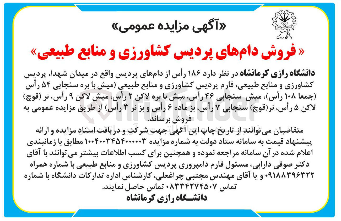 تصویر کوچک آگهی فروش 186 رأس از دام های پردیس : میش با بره سنجابی ۵۴ رأس ( جمعا ۱۰۸ رأس میش سنجابی ۴۶ رأس میش با بره لاکن ۲ رأس میش لاکن ۹ رأس نر ( قوچ ) لاکن ۵ رأس ( نر ( قوچ ) سنجابی ۷ رأس بز ماده ۶ رأس و بز نر ۳ رأس 